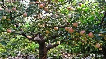 果树苗圃生产区域规划指南